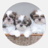Sticker Rond Shih Tzu puppies (Devant)