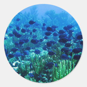 Sticker Rond Shoal of Blue Discus Fish