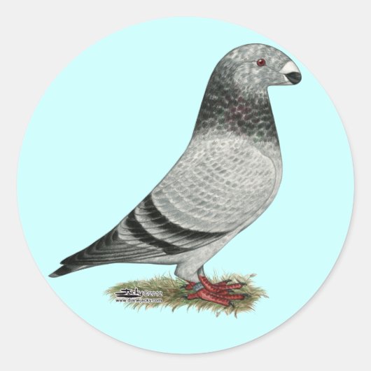 Sticker Rond Show Racer (Devant)