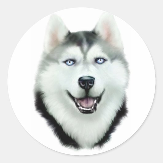Sticker Rond Sibérien Husky (Devant)