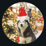 Sticker Rond Sibérien Husky Christmas Tree Casquette<br><div class="desc">Sibérien Husky Christmas Tree Casquette</div>