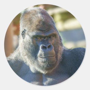 Sticker Rond Silverback frappant