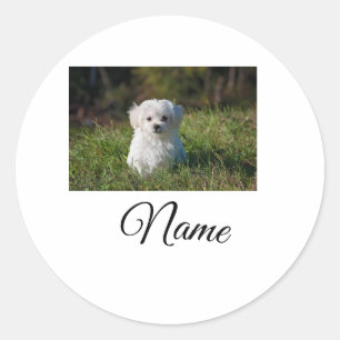 Sticker Rond Simple animal coloré ajouter une photo de nom pers