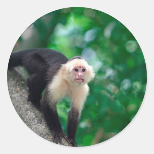 Sticker Rond Singe capucin à visage blanc mignon Nicaragua (Devant)