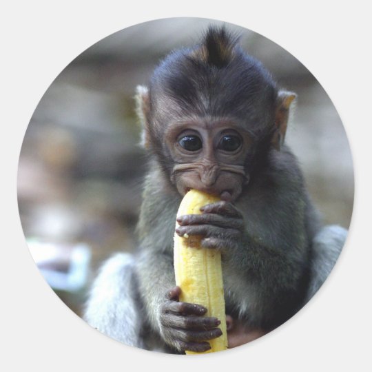 Sticker Rond Singe De Macaque Mignon De Bebe Mangeant La Banane Zazzle Be