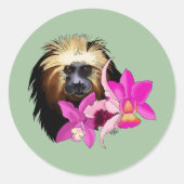 Sticker Rond Singe tamarin, Lion à tête dorée (Devant)