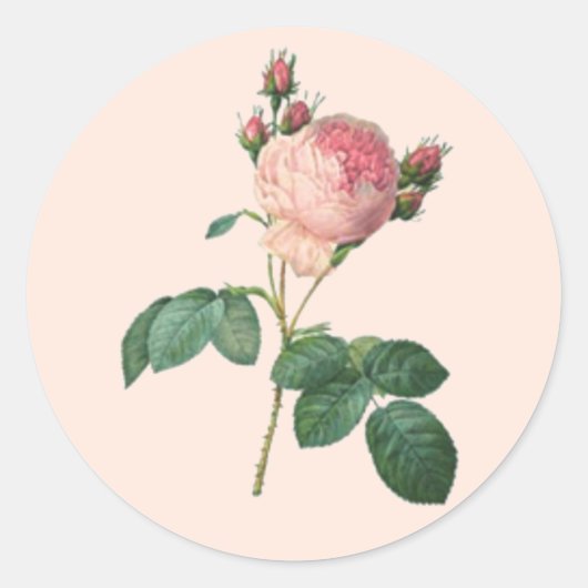 Sticker Rond Single Stem Anglais Rose Botanique (Devant)