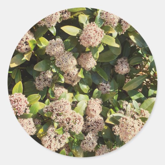 Sticker Rond Skimmia Japonica dans le parc (Devant)