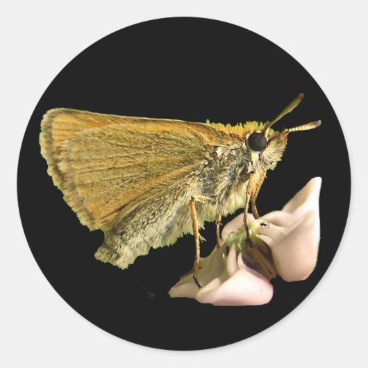 Sticker Rond Skipper sur Milkweed (Devant)