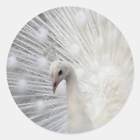 Sticker Rond Skully Top Fun (Devant)