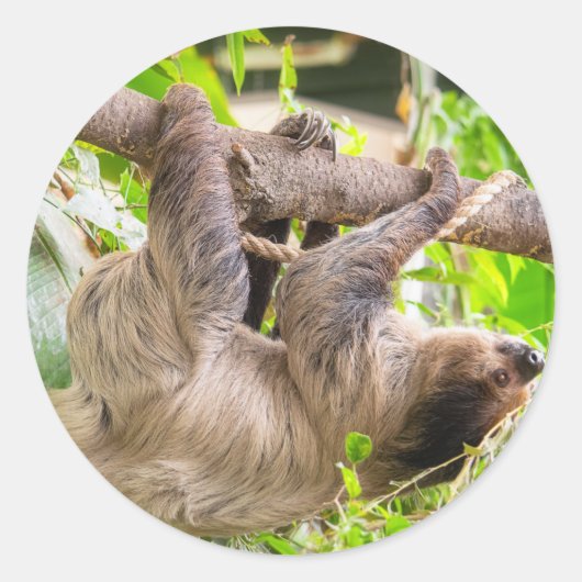 Sticker Rond Sloth (Devant)