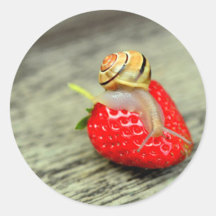 Sticker Rond Snack sur fraise