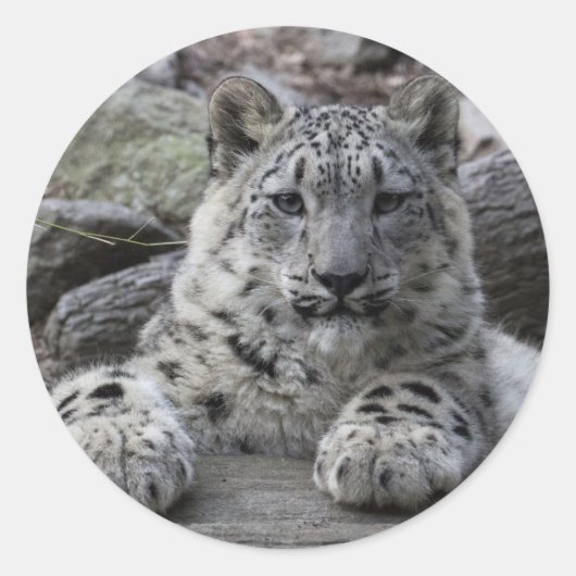 Sticker Rond Snow Leopard Cub assis (Devant)