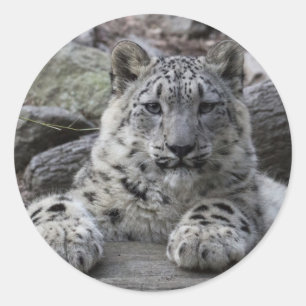 Sticker Rond Snow Leopard Cub assis