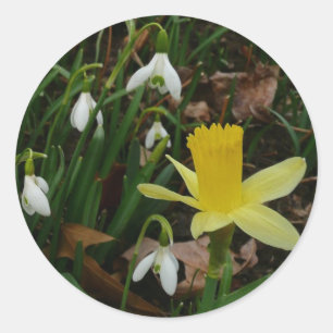 Sticker Rond Snowdrops et Daffodil Spring Floral