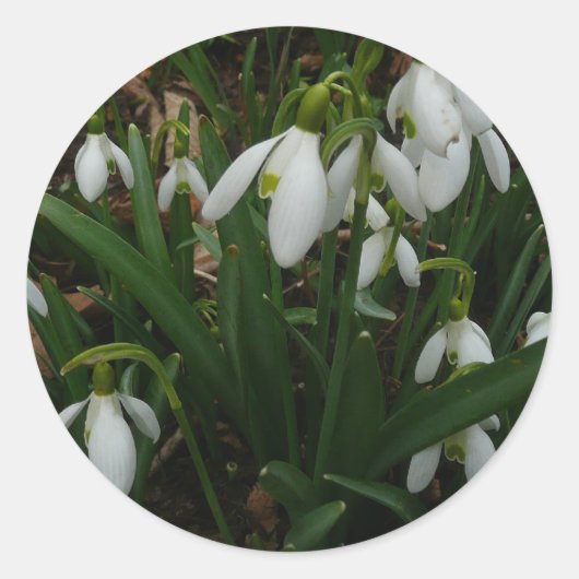 Sticker Rond Snowdrops I (Devant)