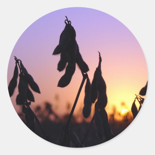 Sticker Rond Soja au coucher du soleil (Devant)