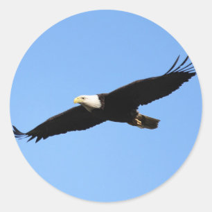 Sticker Rond Solaire d'aigle chauve