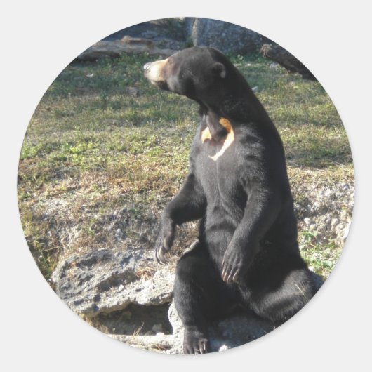 Sticker Rond Soleil ours au zoo (Devant)