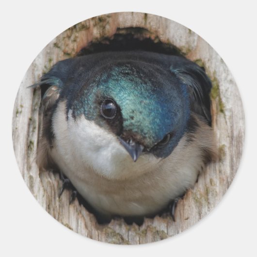 Sticker Rond Songeur d'hirondelle d'arbre dans une niche (Devant)