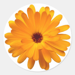 Sticker Rond Souci orange