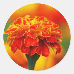 Sticker Rond Souci orange renversant