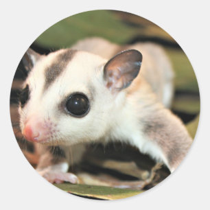 Sticker Rond Sougar Glider