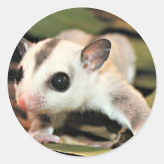 Sticker Rond Sougar Glider