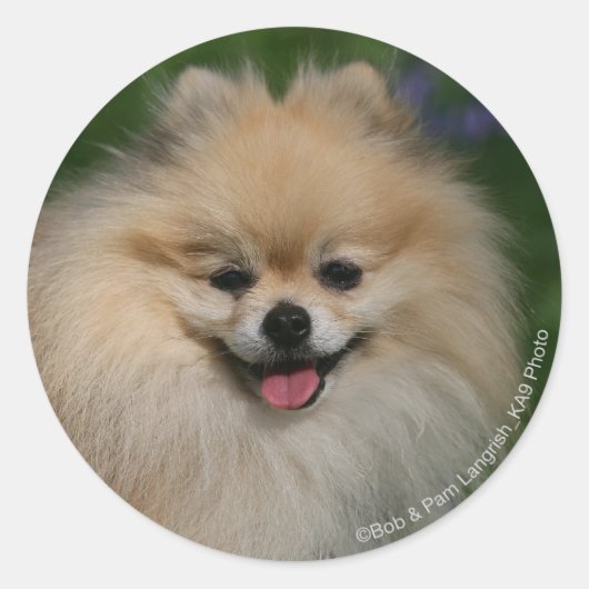Sticker Rond Sourire de Poméranie (Devant)