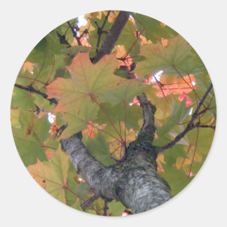 Sticker Rond Sous la couverture des Feuilles