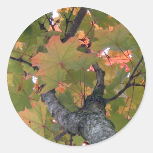 Sticker Rond Sous la couverture des Feuilles (Devant)