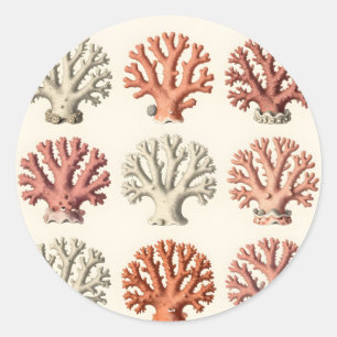 Sticker Rond Spécimens de corail vintage botanique marin