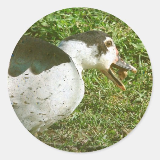 Sticker Rond Spice Mange un maïs (Devant)