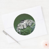 Sticker Rond Spider de la Métaphide (Enveloppe)