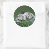 Sticker Rond Spider de la Métaphide (Sac)