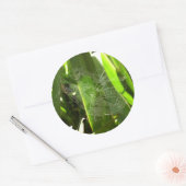 Sticker Rond Spiderweb dans Tropical Leaves Nature (Enveloppe)