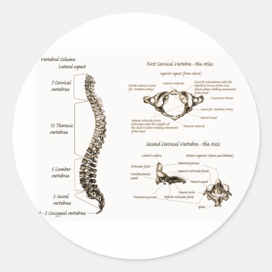 Sticker Rond Spine (Devant)