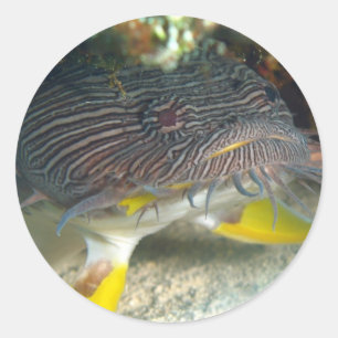 Sticker Rond Splendide poisson-crapaud