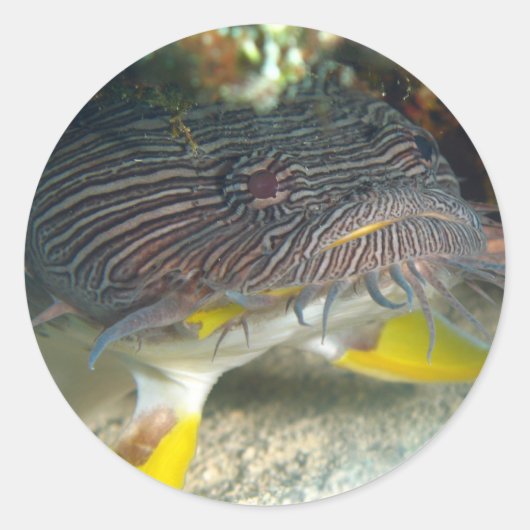 Sticker Rond Splendide poisson-crapaud (Devant)