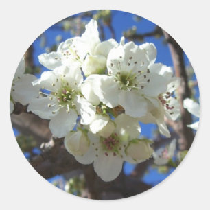 Sticker Rond Spring Flowering Pear Tree