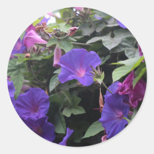 Sticker Rond Spring Morning Glories en bleu