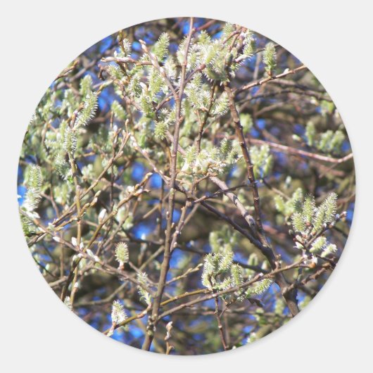 STICKER ROND SPRING WILLOW (Devant)