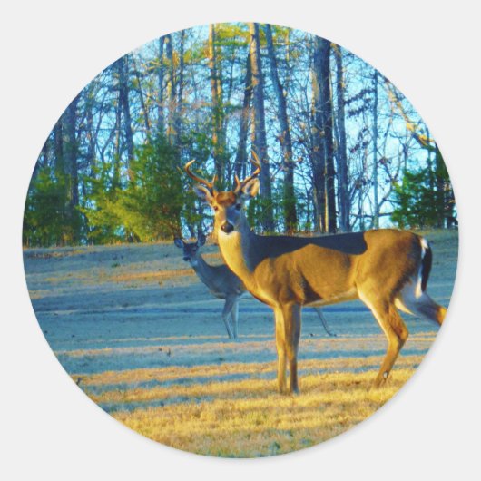 Sticker Rond Stade / Buck Deer, Ciel bleu clair (Devant)