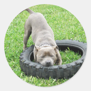 Sticker Rond Staffordshire Bull Terrier, One Chomp,