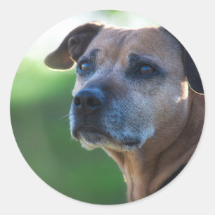 Sticker Rond Staffordshire bull terrier portrait