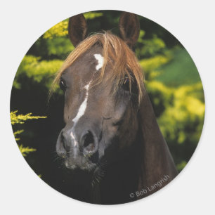 Sticker Rond Stallion arabe