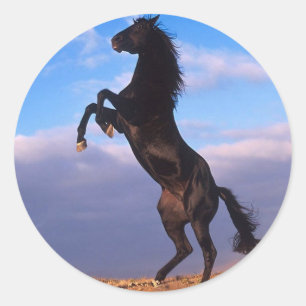 Sticker Rond Stallion noir