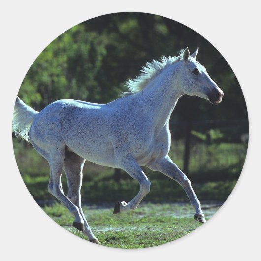 Sticker Rond Stallion Thoroughbred Running (Devant)