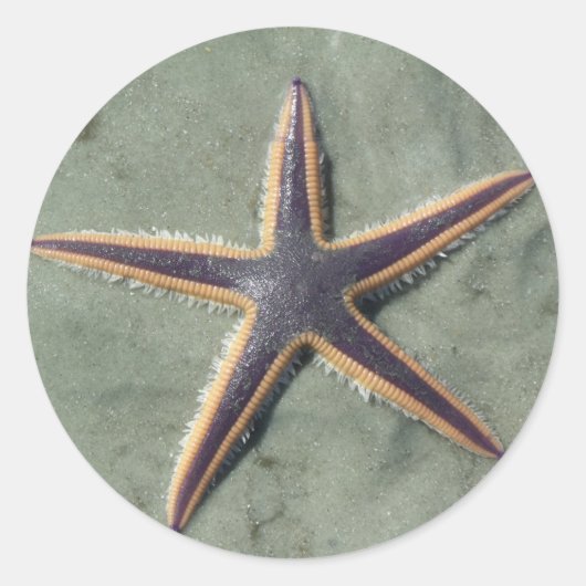 Sticker Rond Starfish Purple étoile de mer sur la plage (Devant)