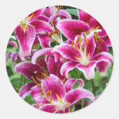 Sticker Rond Stargazer Lilies (Devant)